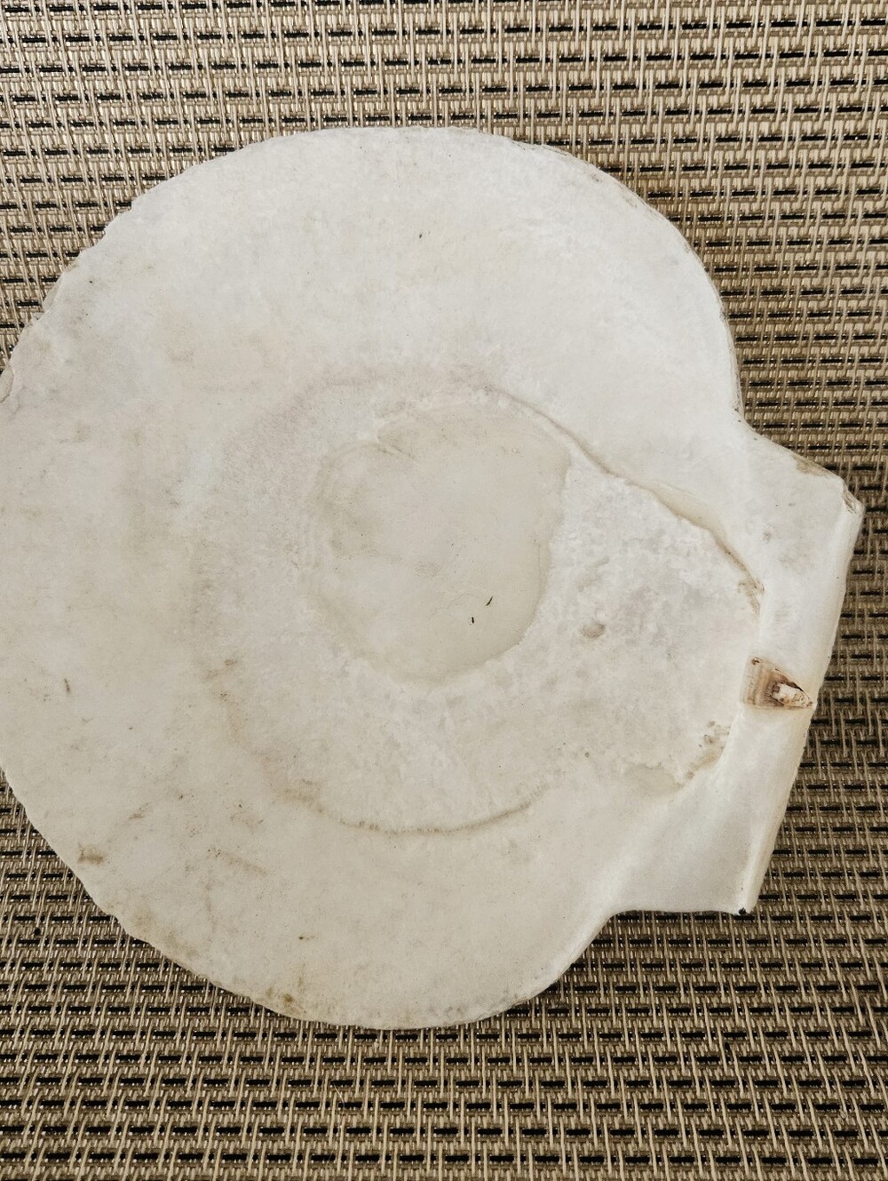 Shell With Barnacles, Large Sea Shell - Picture 2 of 2